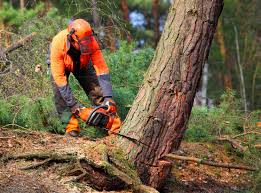 Best Hazardous Tree Removal  in St Joseph, MN