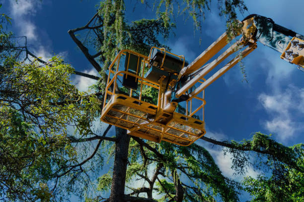 Best Tree and Shrub Care  in St Joseph, MN