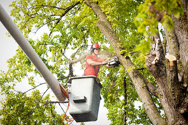 Reliable St Joseph, MN Tree Removal Solutions